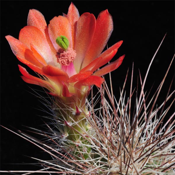 Echinocereus coccineus ssp. rosei BW 161 (Red Rock, NW)