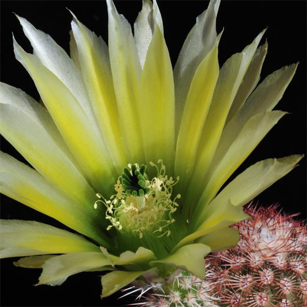 Echinocereus dasyacanthus (Castolon, TX)