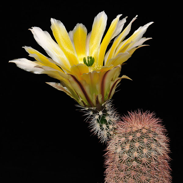 Echinocereus dasyacanthus ssp. multispinosus (Coayme, Chihuahua, Mex)
