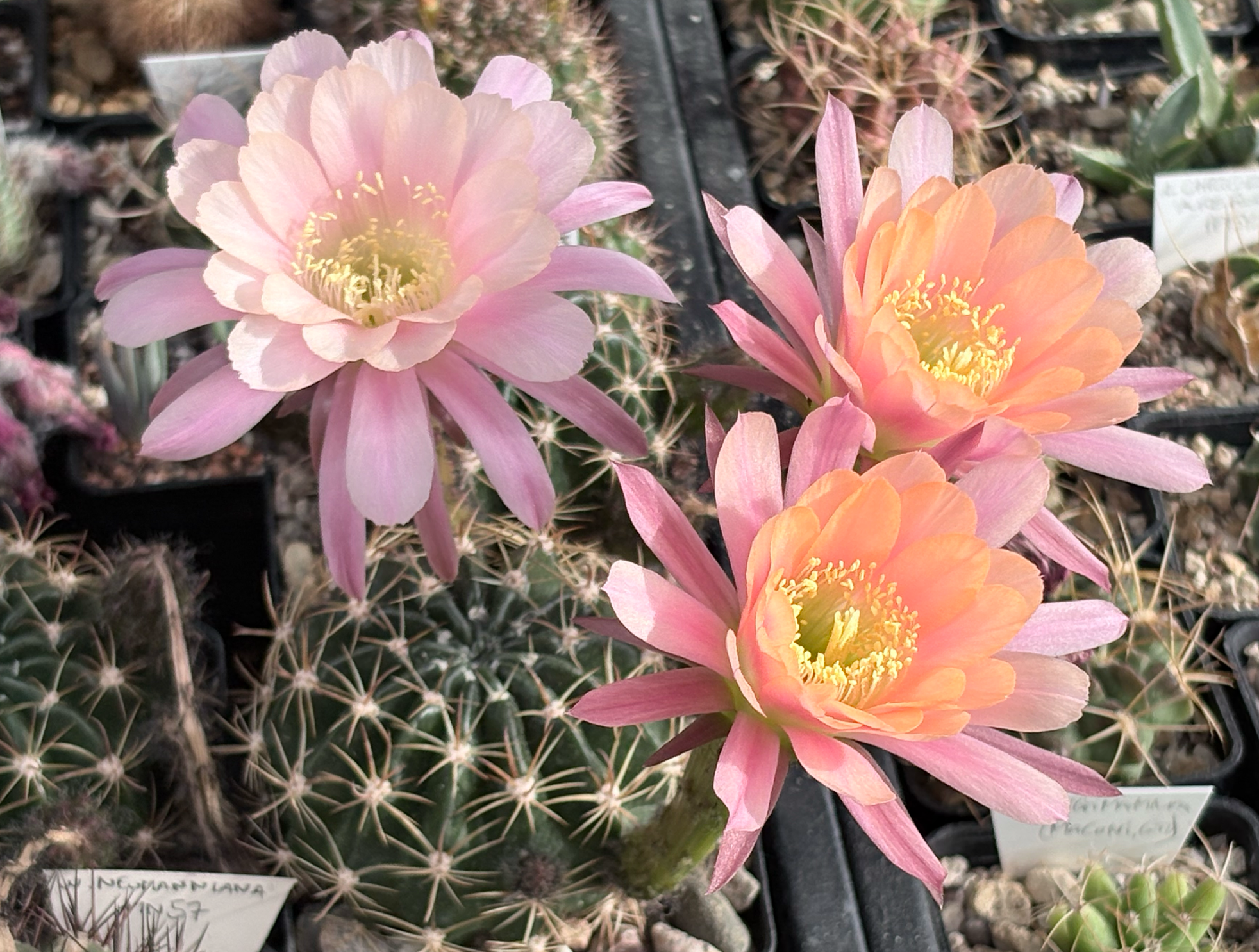 Echinopsis HYBRID ancistrophora x L. miniatiflora WR 452