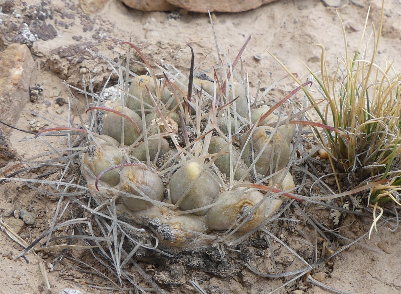 Neowerdermannia vorwerkii MN 737 (E Mal Paso, 4100m, Bol)