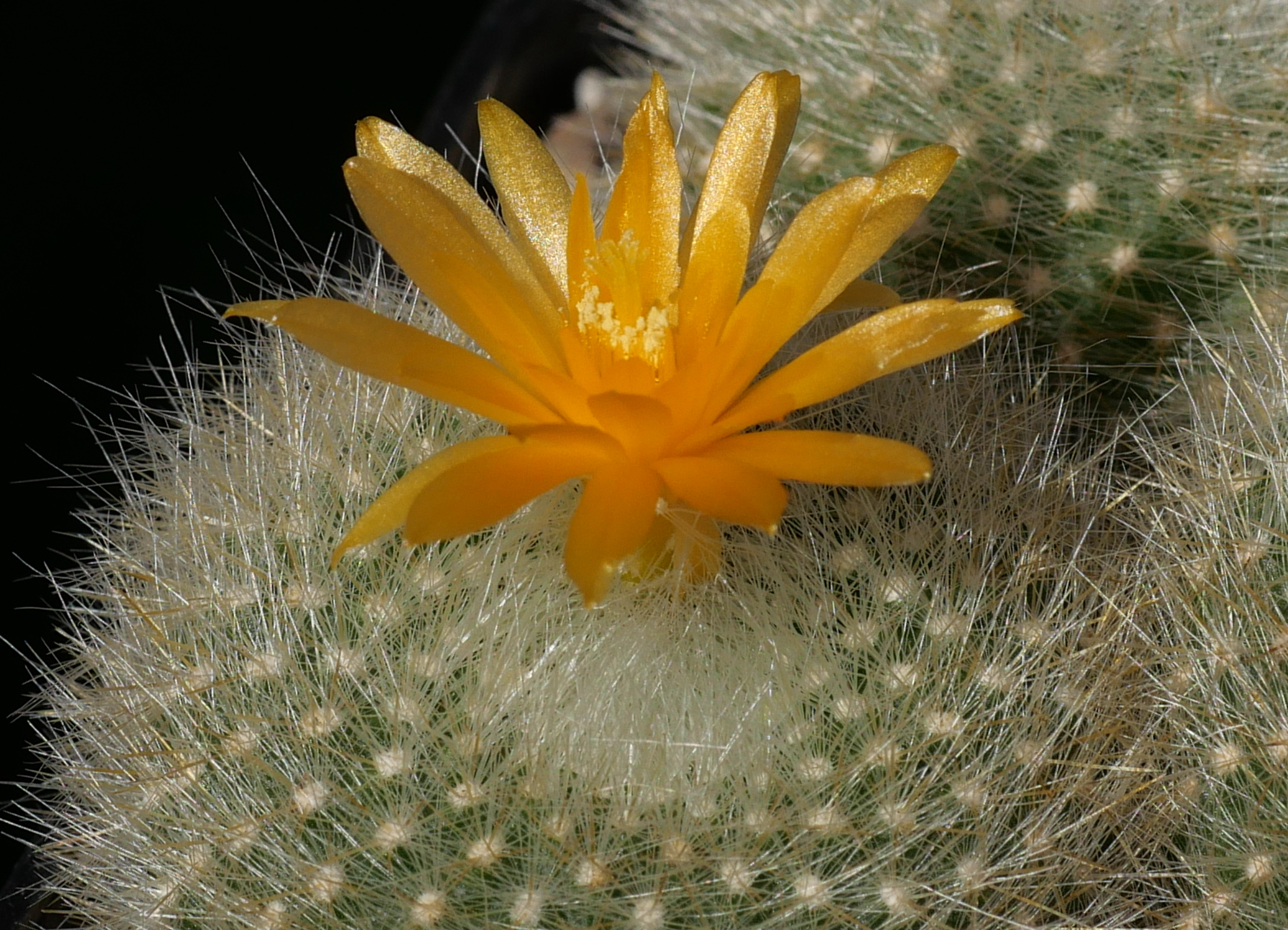 Notocactus haselbergii RP 824
