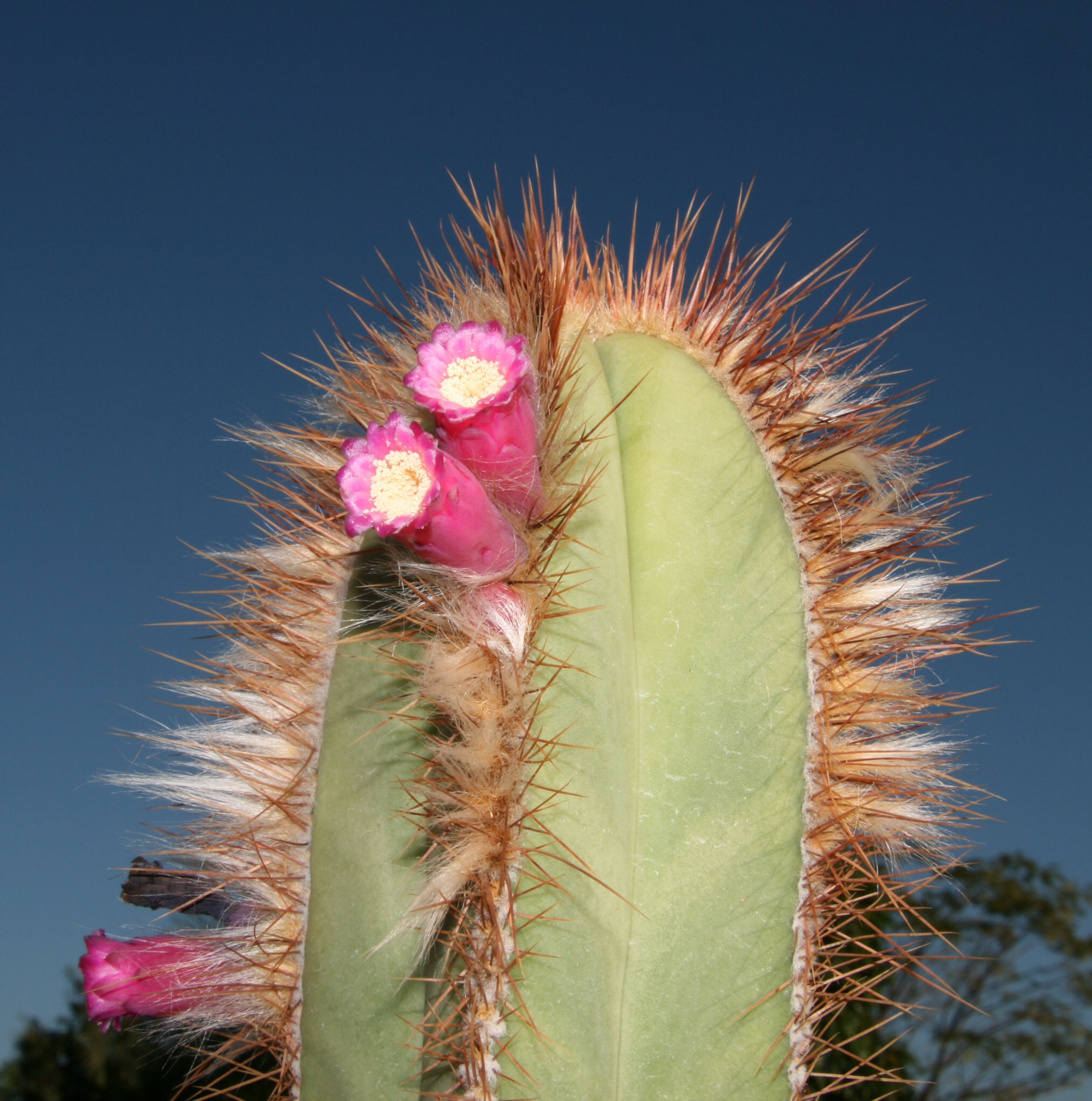 Pierrebraunia brauniorum