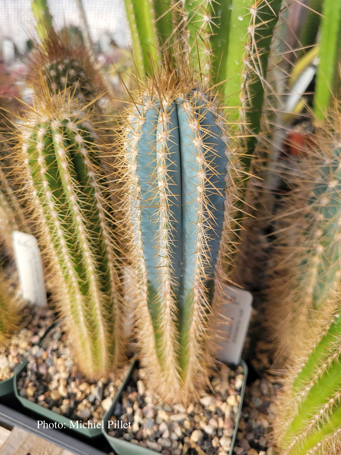 Pilosocereus occultiflorus