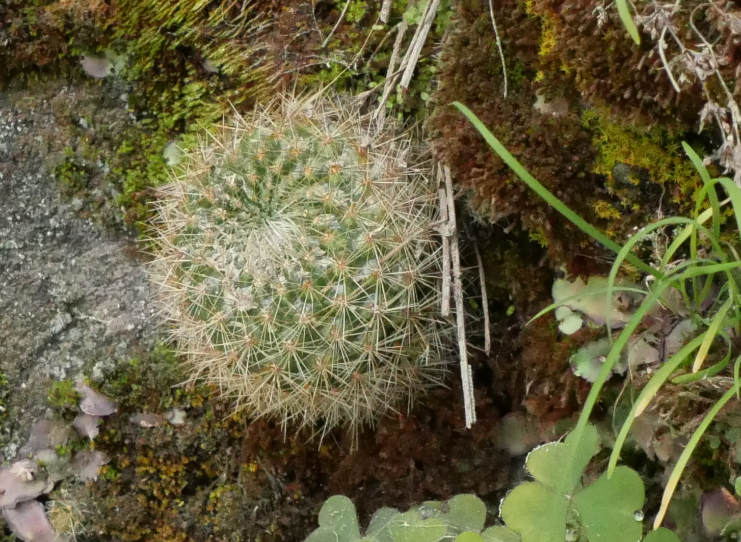 Rebutia australis MN 877 - 2
