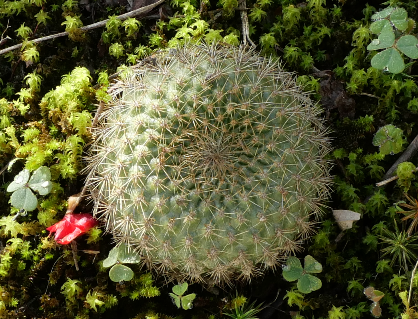 Rebutia australis MN 877