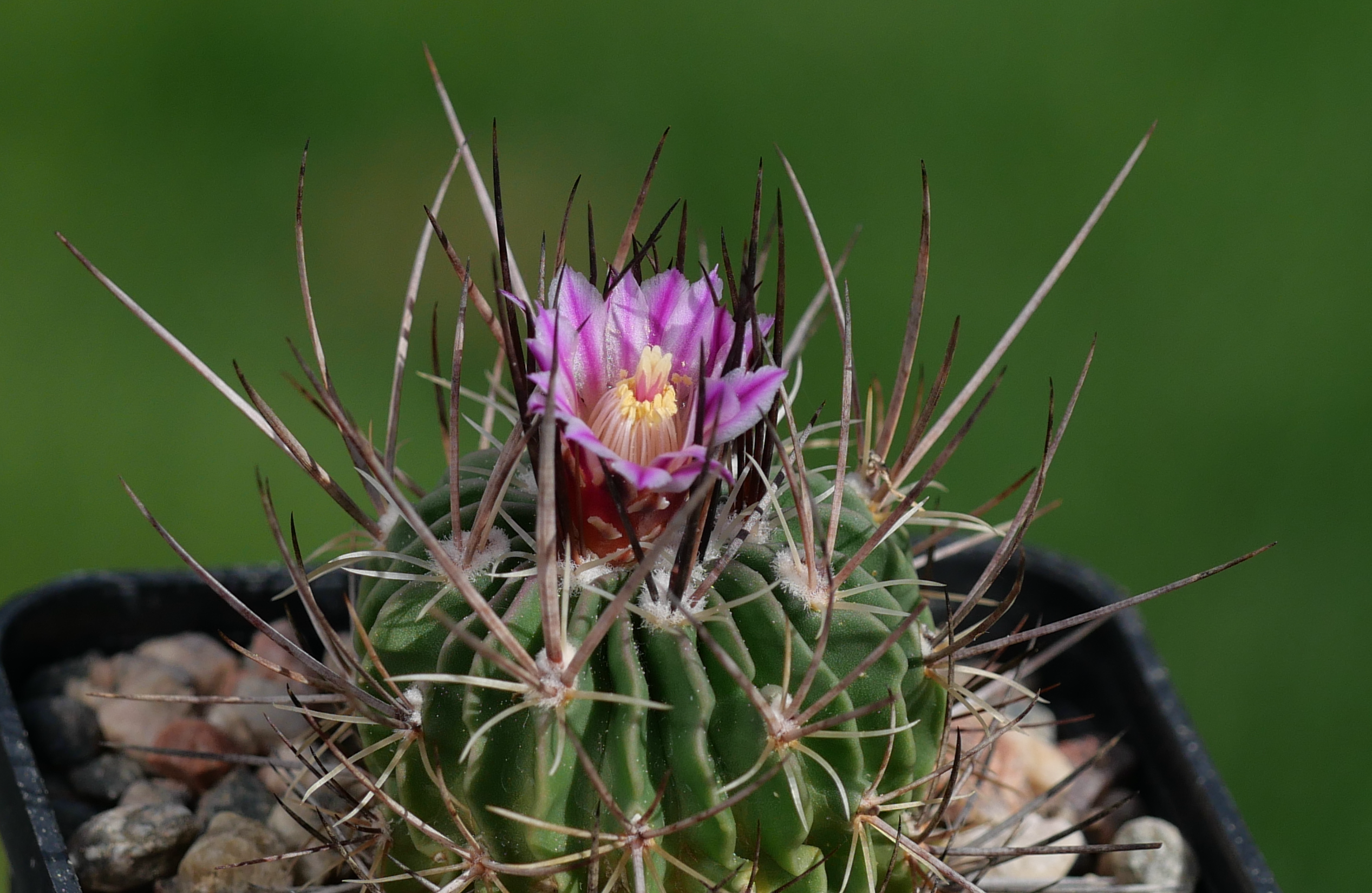Stenocactus crispatus 'lamellosus' JS 86/113
