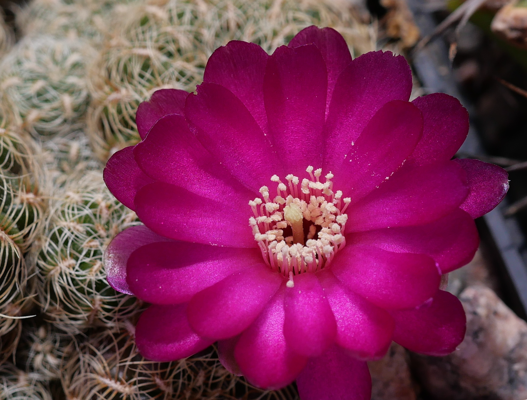 Sulcorebutia crispata MN 711
