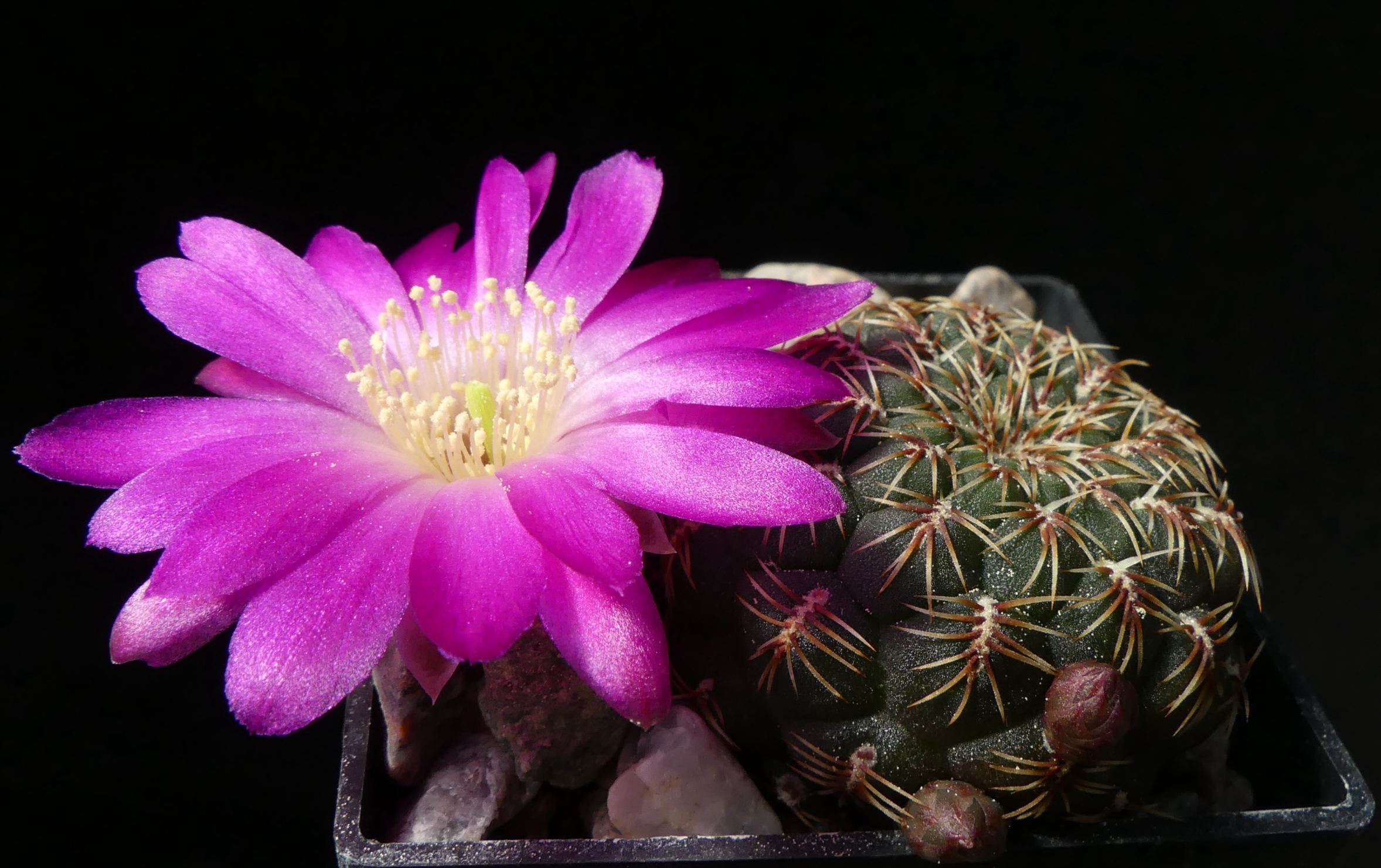 Sulcorebutia pulchra fma MN 619