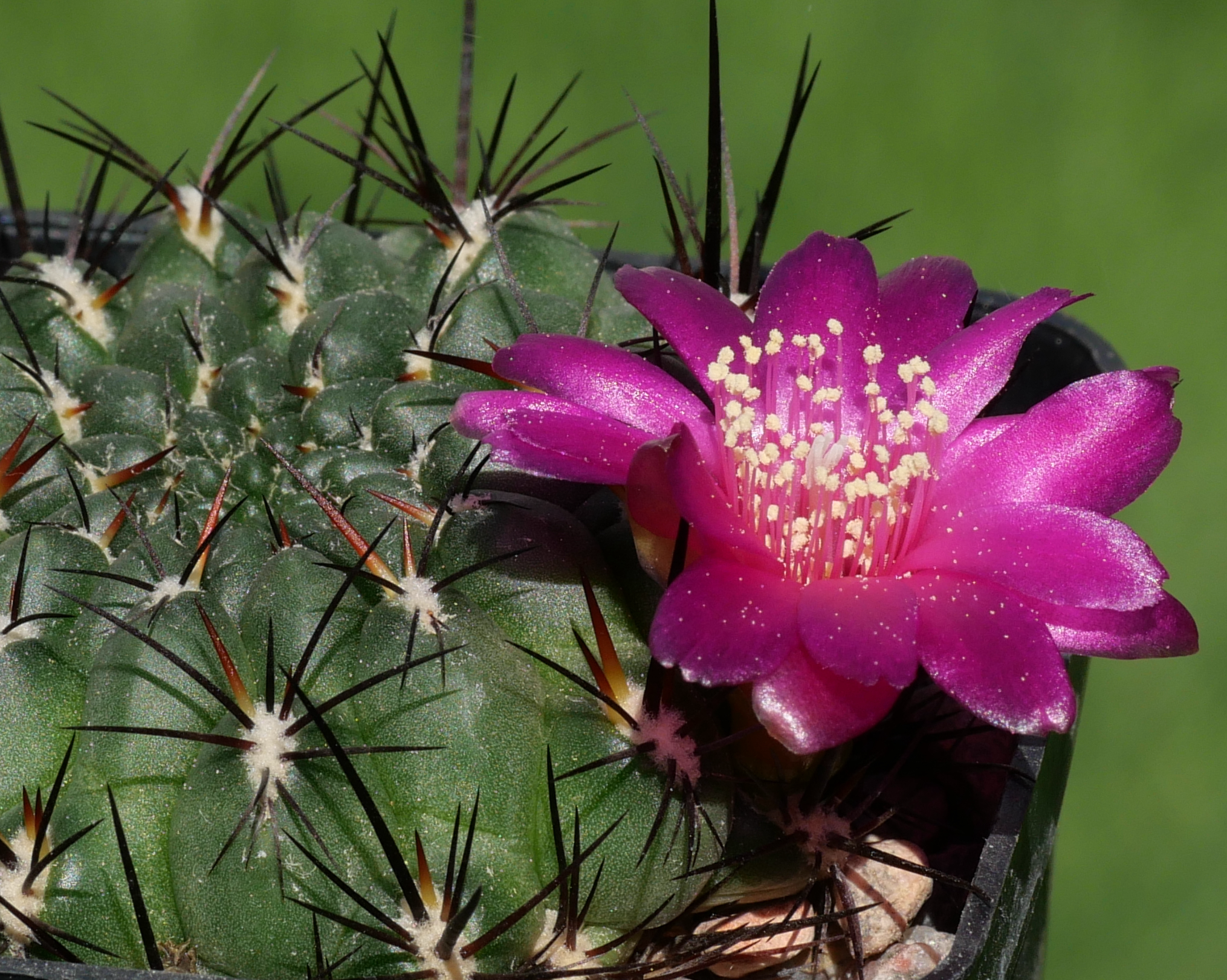 Sulcorebutia steinbachii v. gigantea MN 601