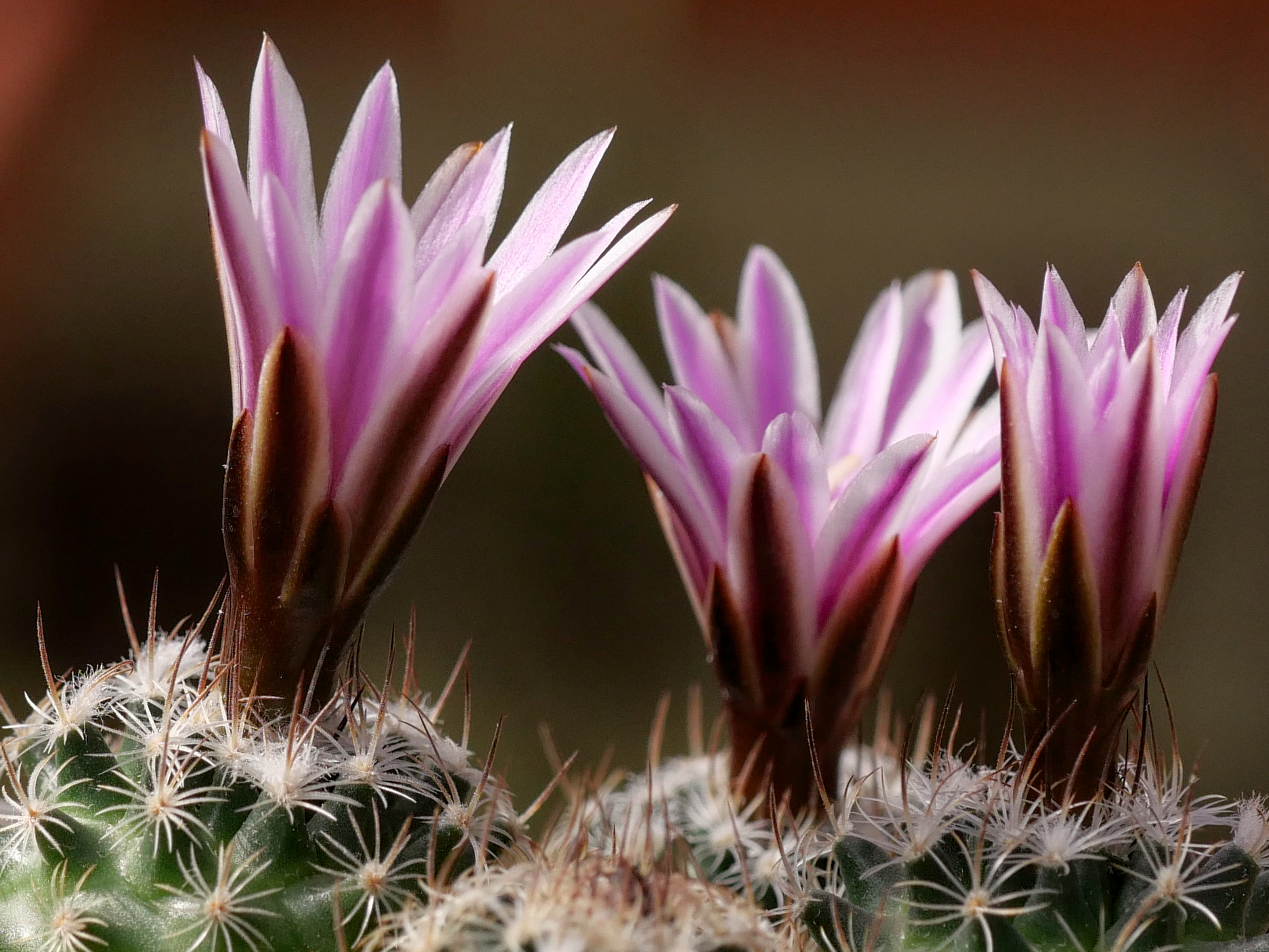 Turbinicarpus HYBRID valdezianus x graminispinus (F2)