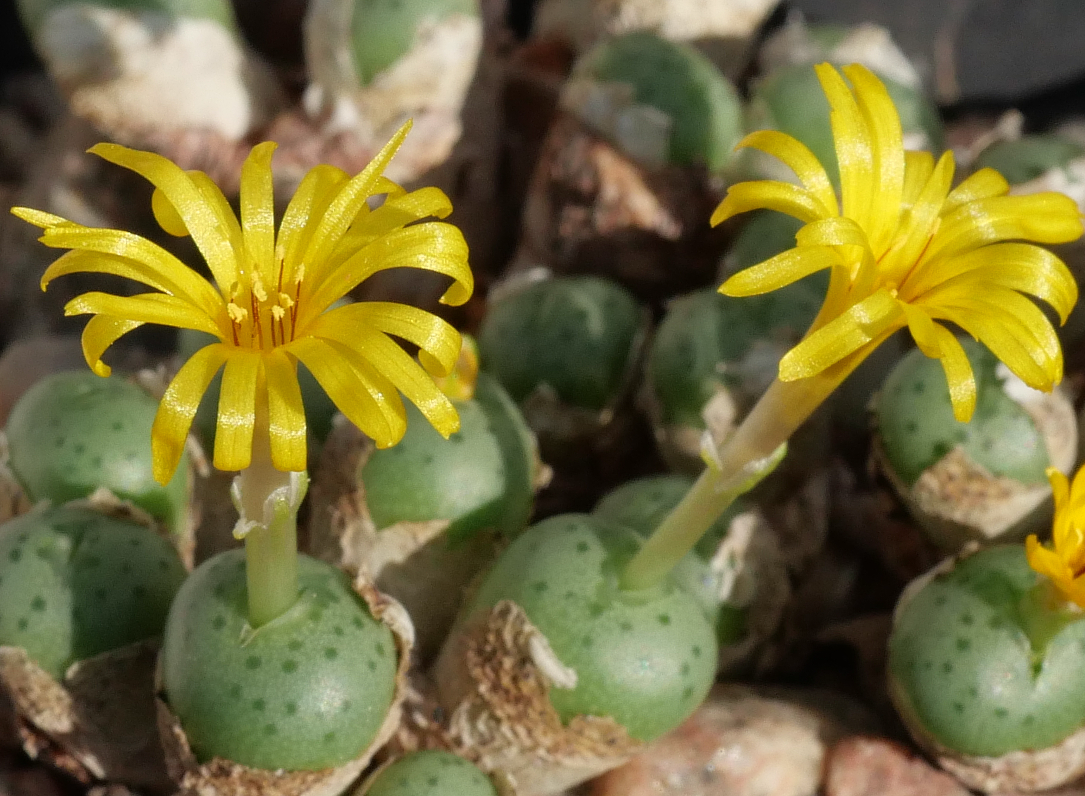 Conophytum flavum ssp. novicium (Hangpaal)
