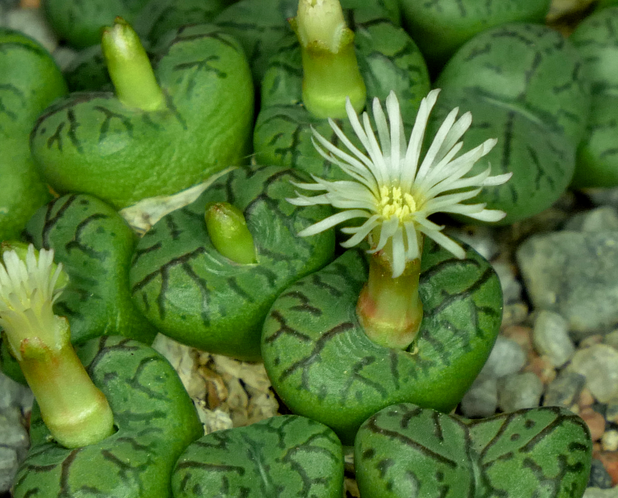Conophytum obcordellum 'lambertense' (Lamberts Bay)
