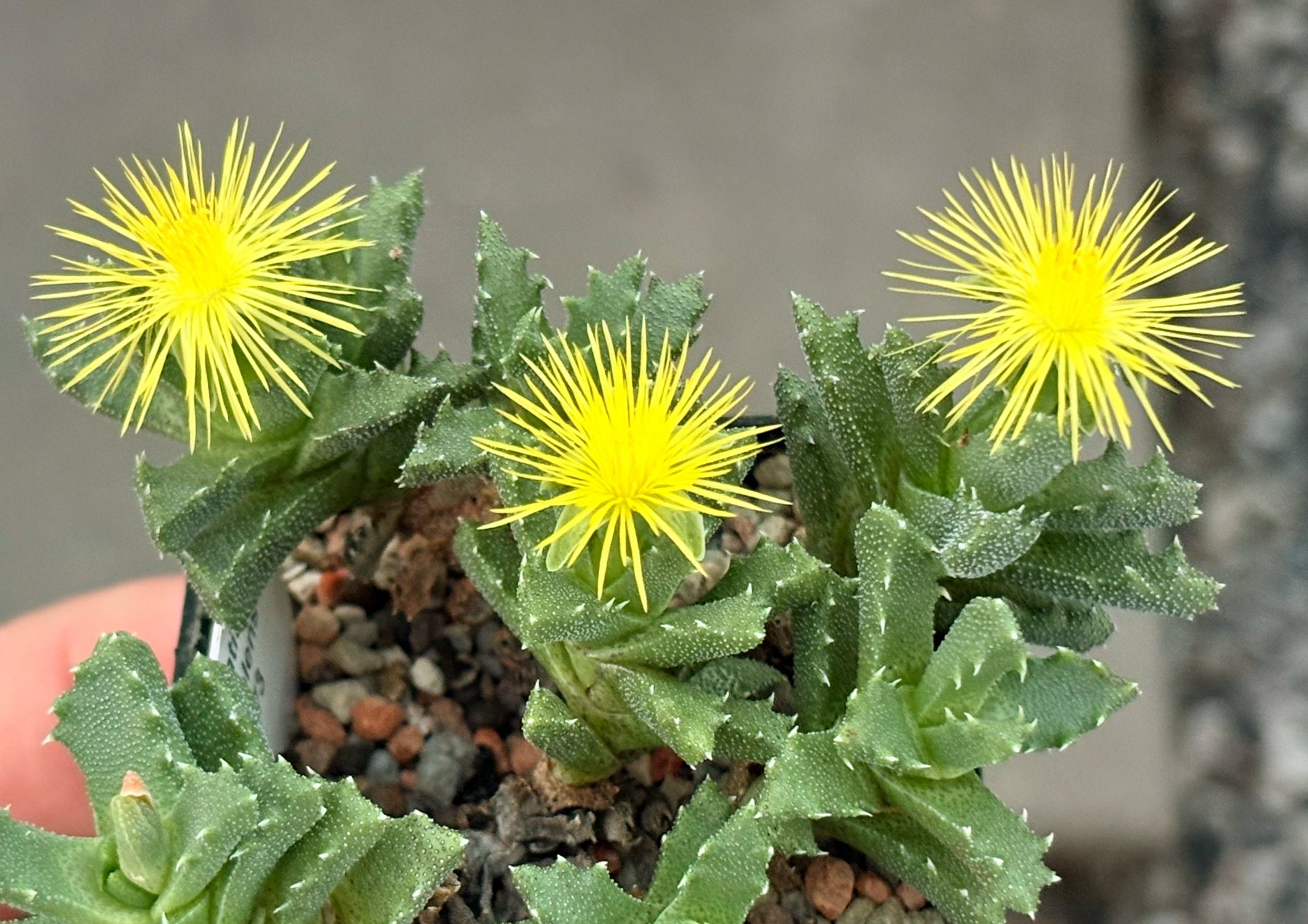 Stomatium suaveolens PV 973