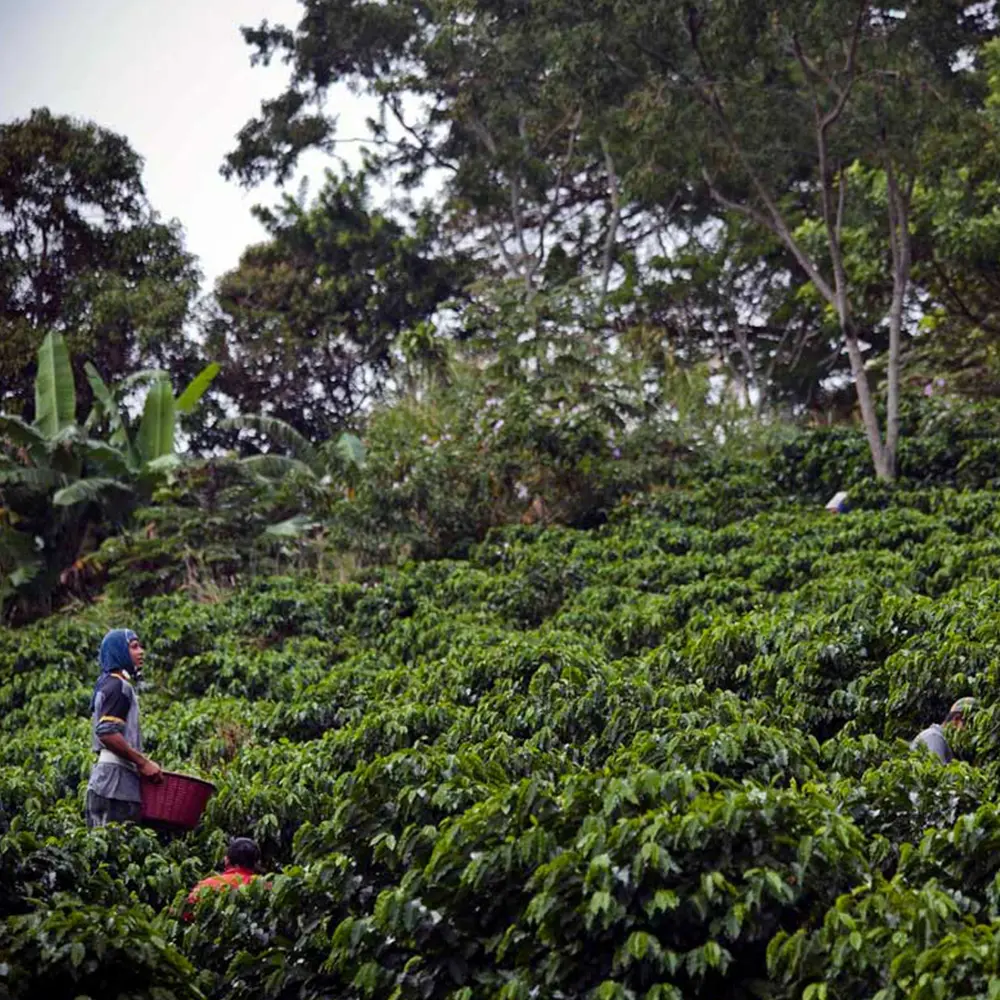 Gringo Nordic -Sonora Villa Sarchi Espresso - Costa Rica - Lätt mörkrostade kaffebönor - 500g - 2