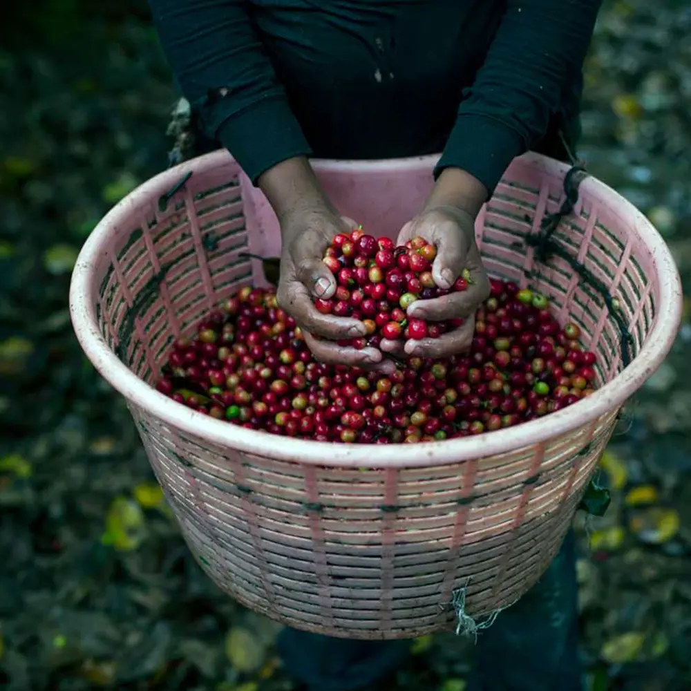Gringo Nordic -Sonora Villa Sarchi Espresso - Costa Rica - Lätt mörkrostade kaffebönor - 500g - 3