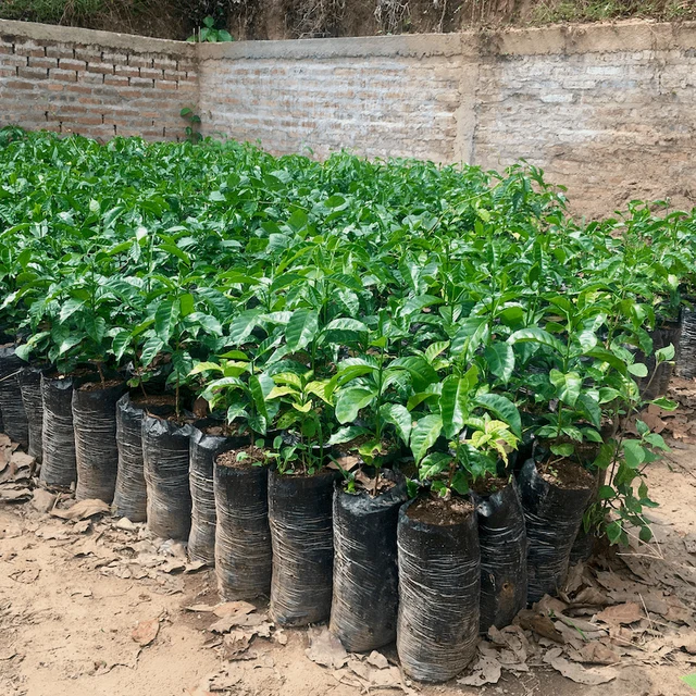 Kafferäven - El Arbol - Nicaragua - Ljusrostade hela kaffebönor - 250g - 2