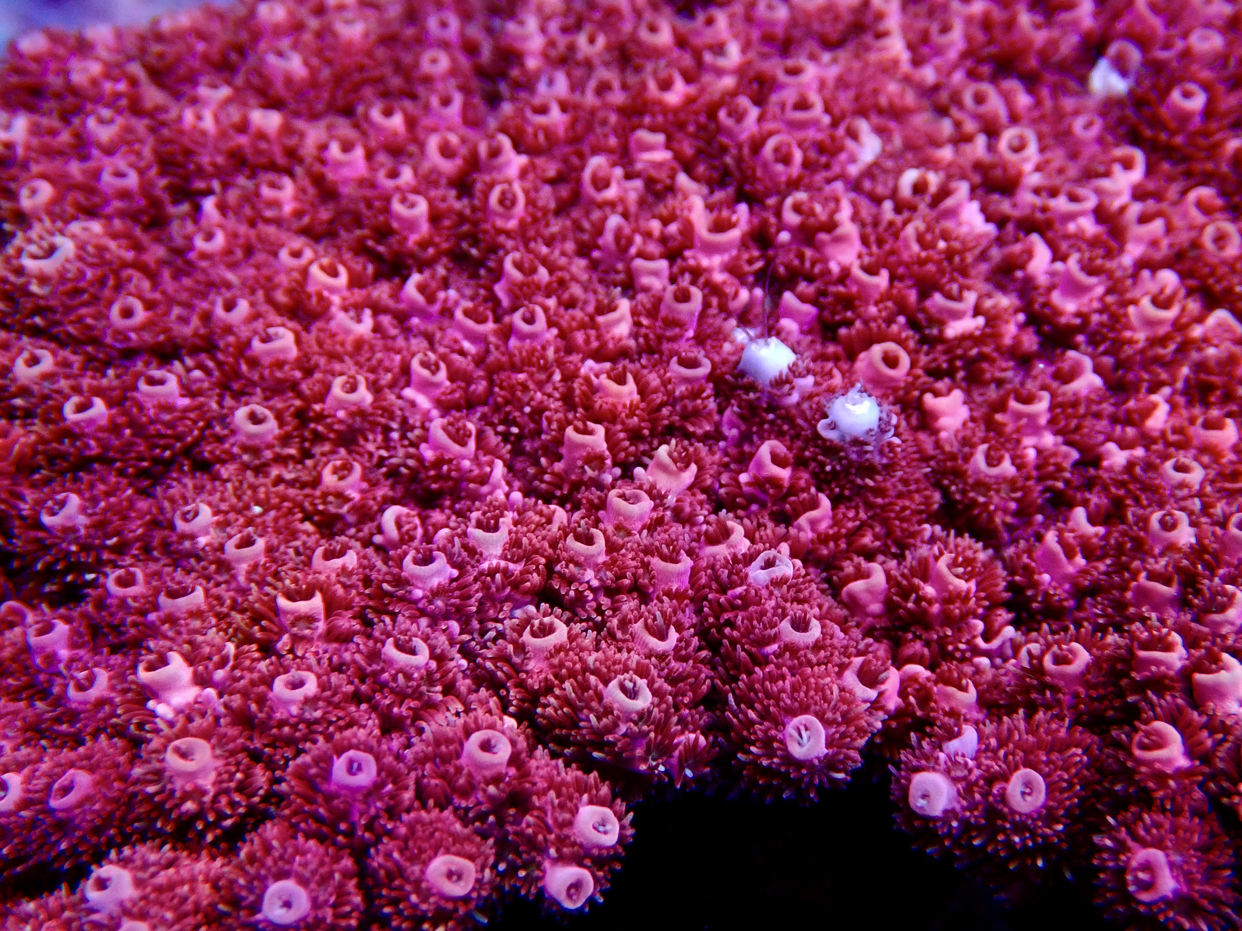 Acropora spp. OOL Red Planet - 2