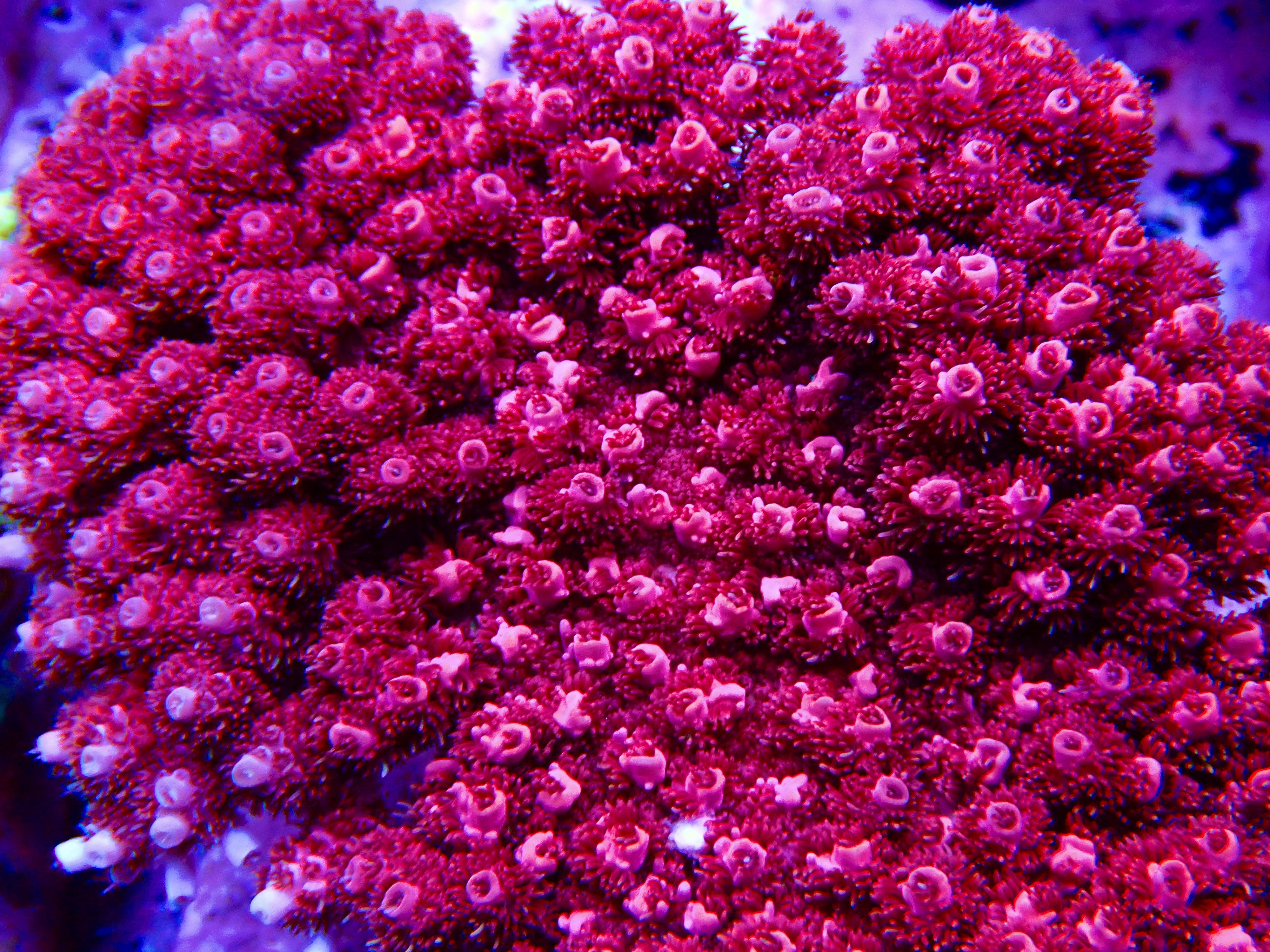 Acropora spp. OOL Red Planet