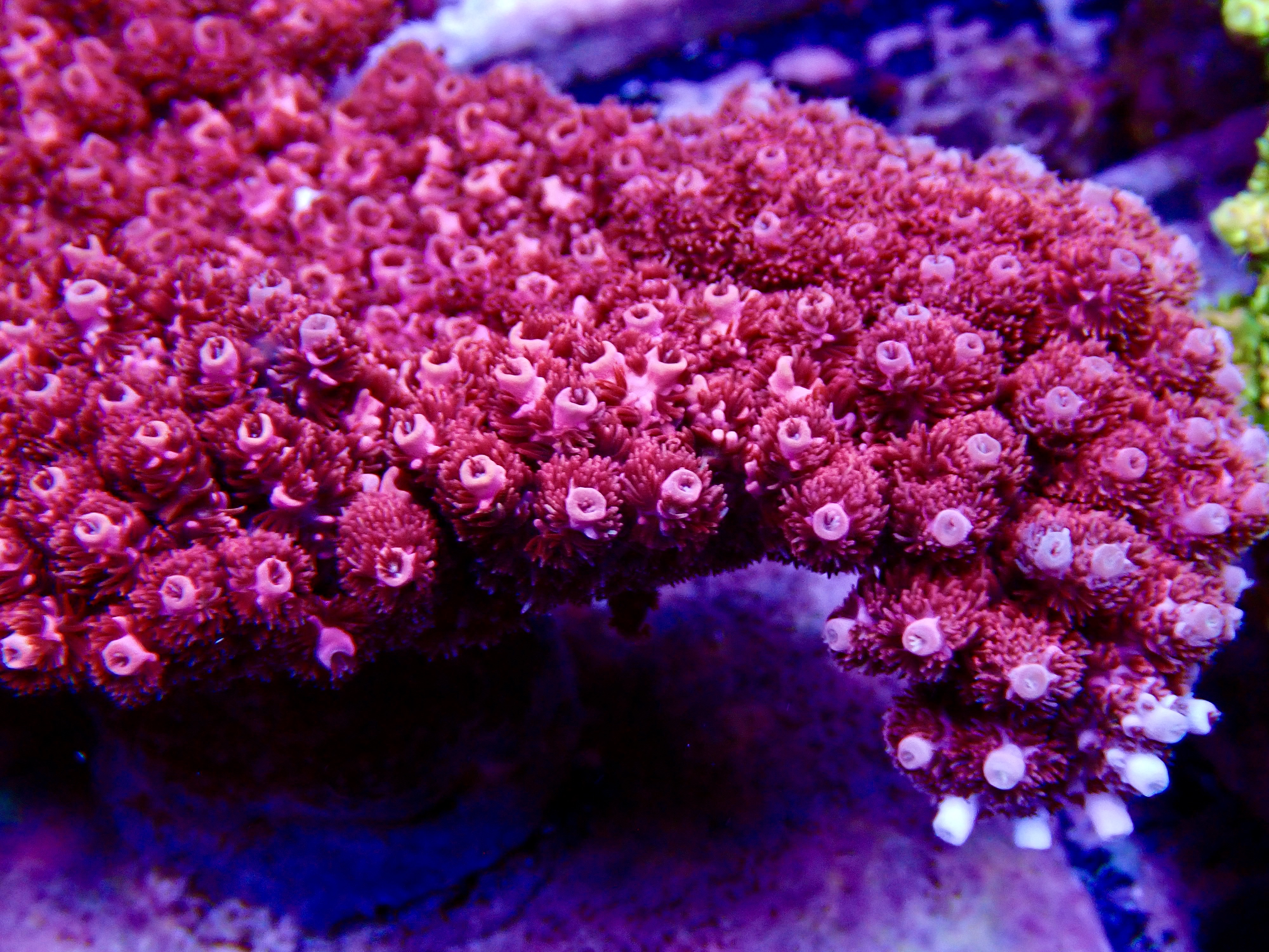 Acropora spp. OOL Red Planet - 3