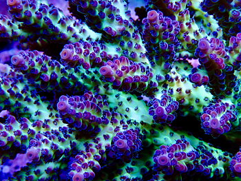 Acropora spp. OOL Blueberry Pie