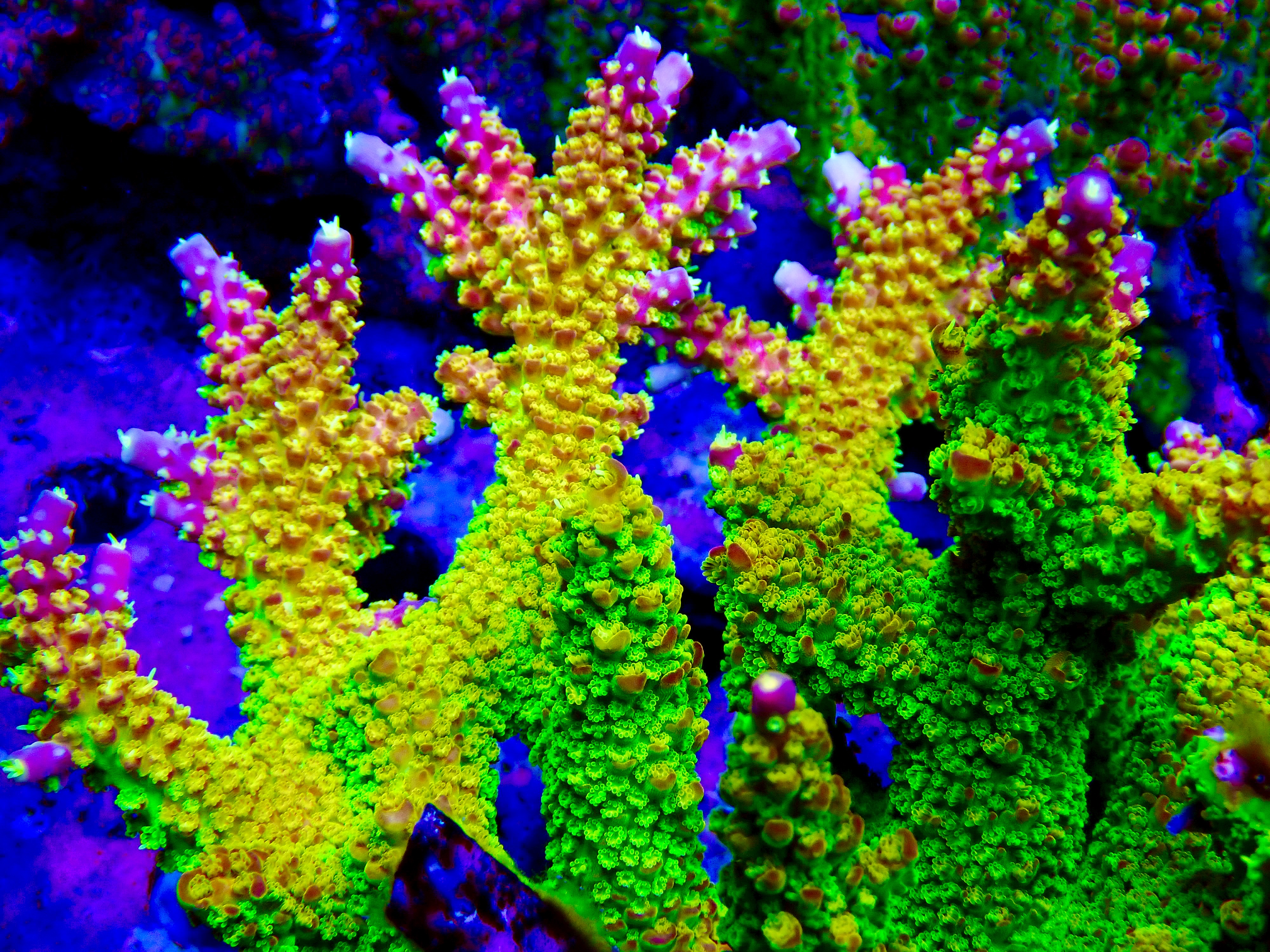 Acropora spp. OOL Joe's Mango