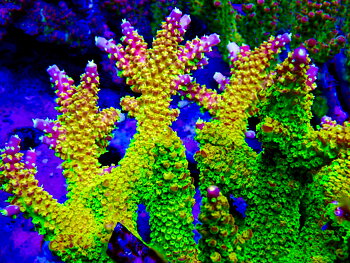 Acropora spp. OOL Joe's Mango