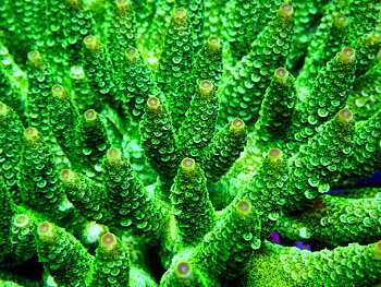 Acropora spp. OOL Green Lantern