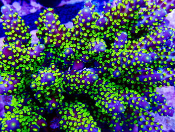 Acropora spp. OOL Tricolor