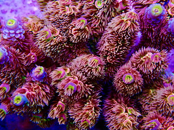 Acropora spp. OOL Tutti Frutti