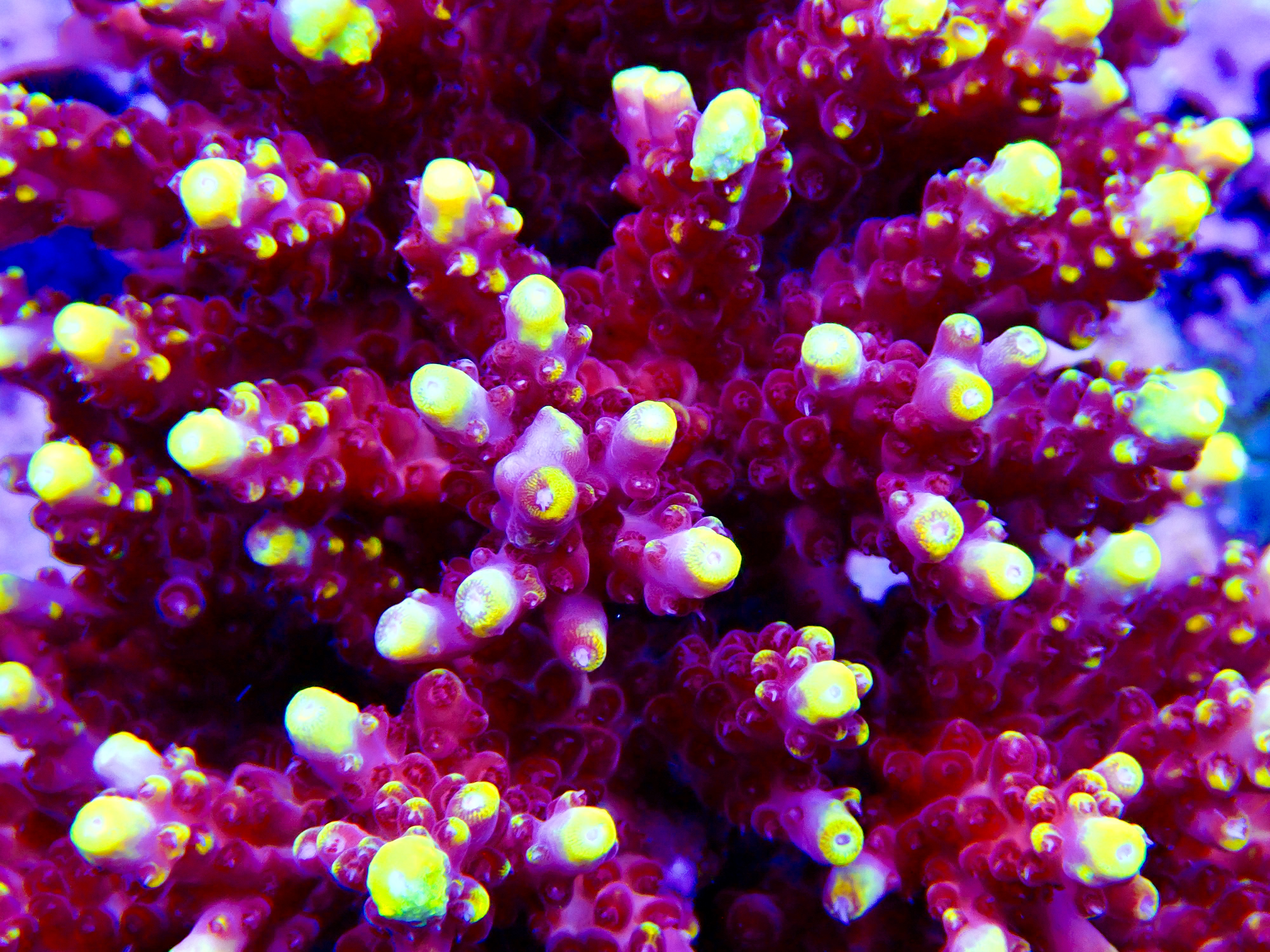 Acropora spp. OOL Dragon Fruit