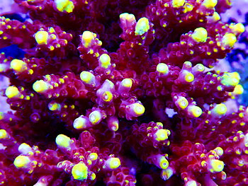 Acropora spp. OOL Dragon Fruit