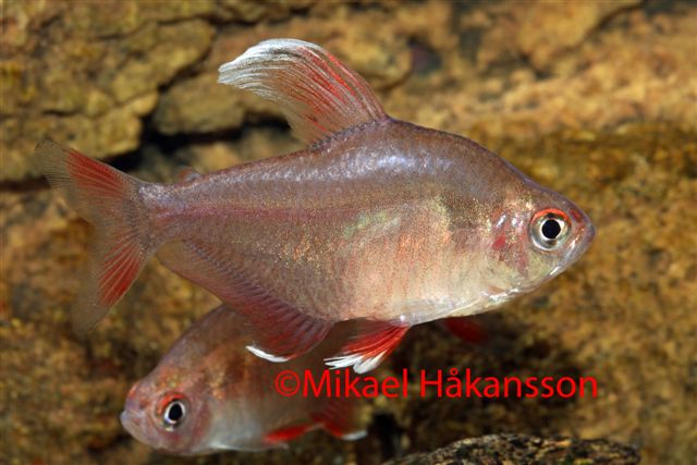 Rosentetra Vitfenad (Hyphessobrycon rosaceus)