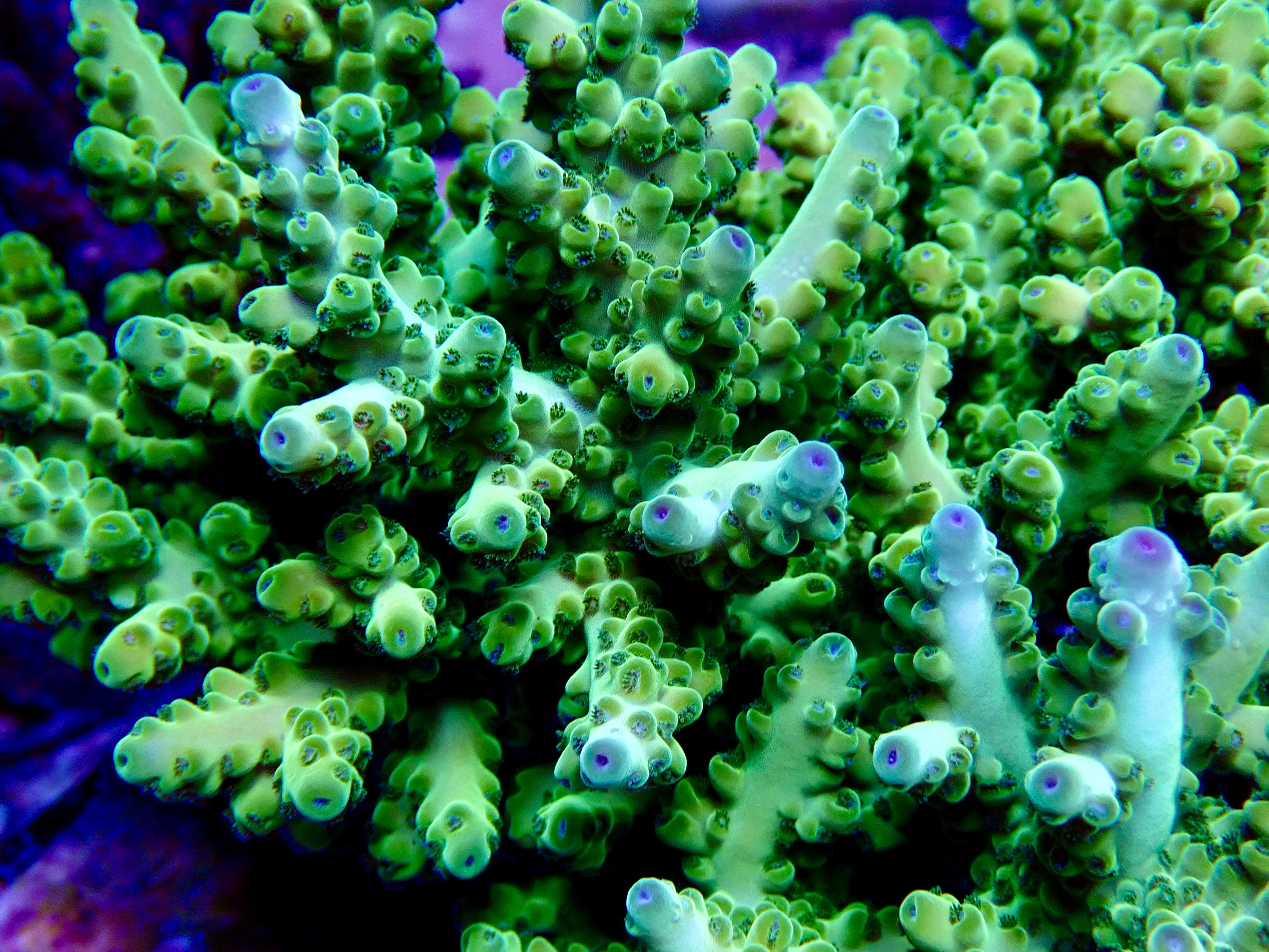 Acropora spp. OOL Onyx