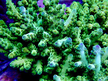 Acropora spp. OOL Onyx