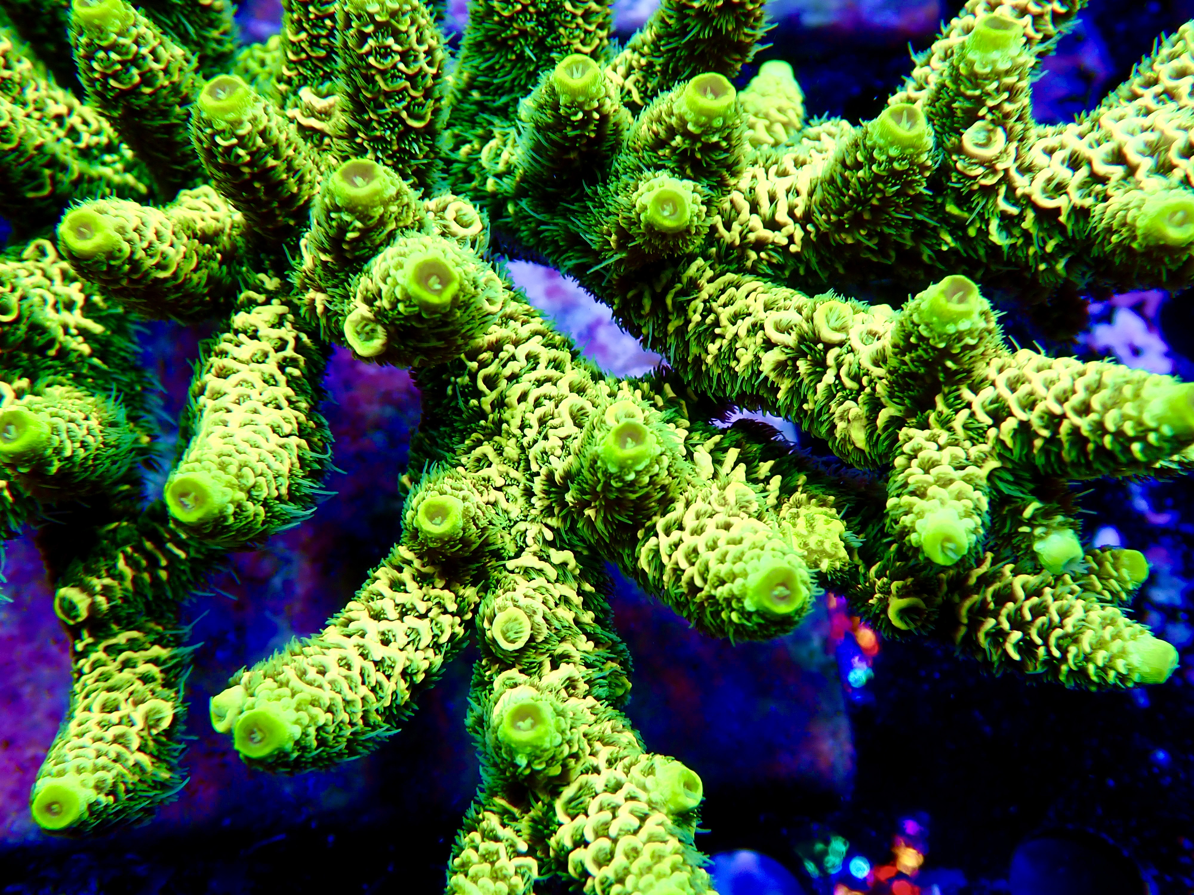 Acropora spp. OOL Heliodor