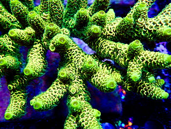 Acropora spp. OOL Heliodor