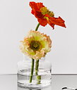 Meadow Clear Vase Small