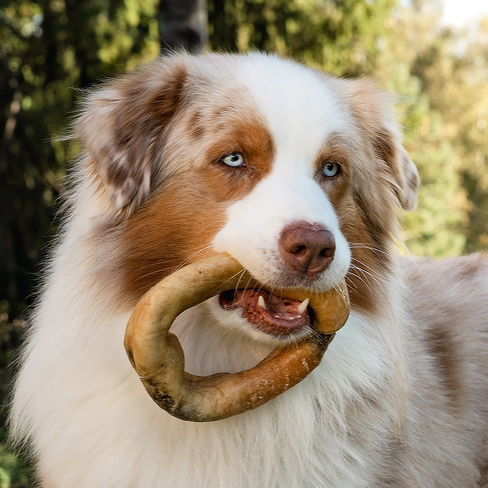 Njord Pet beef ring
