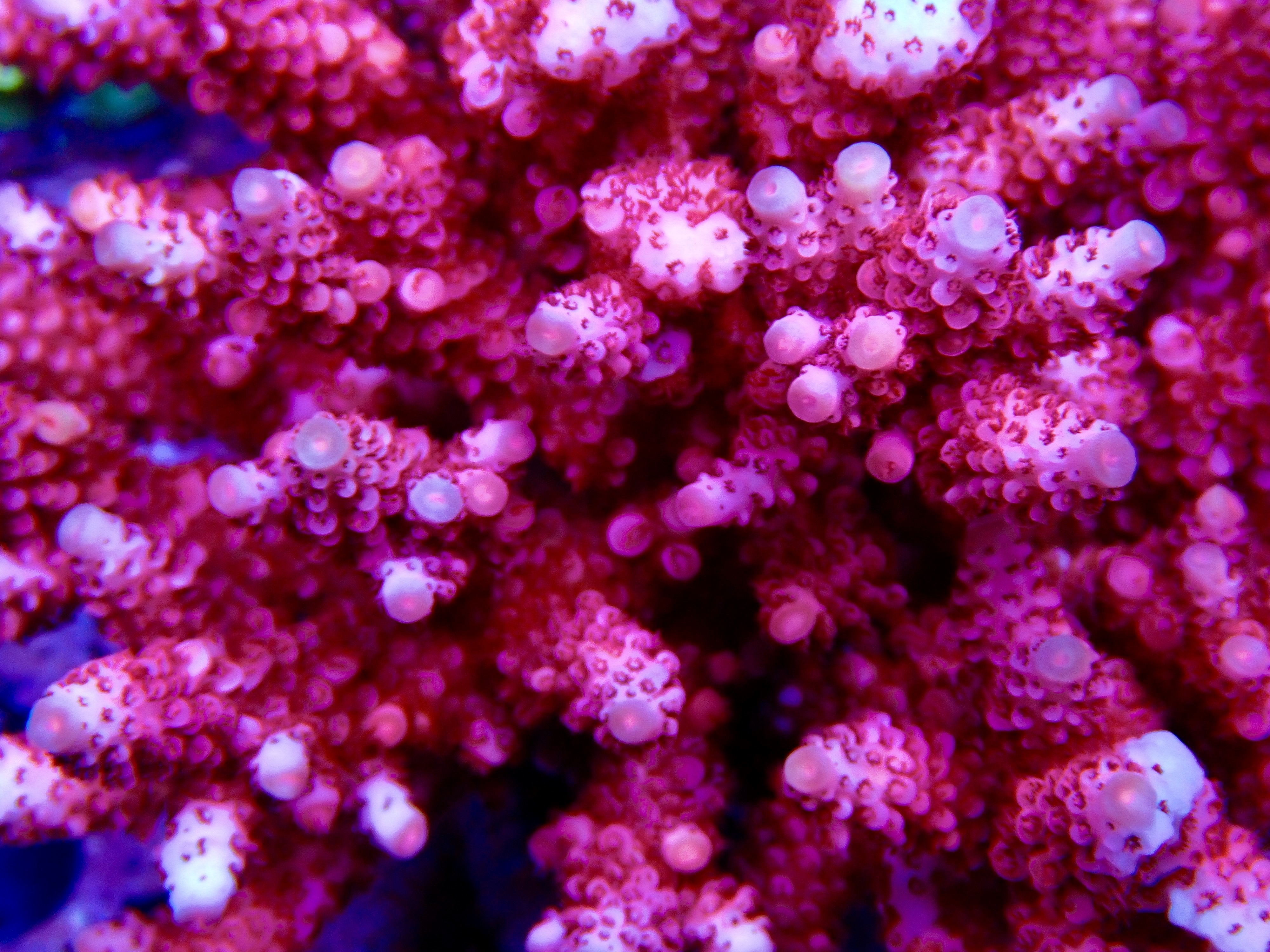Acropora spp. OOL Rubellite
