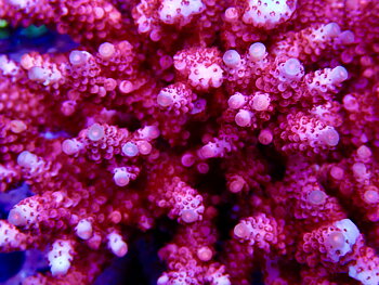 Acropora spp. OOL Rubellite