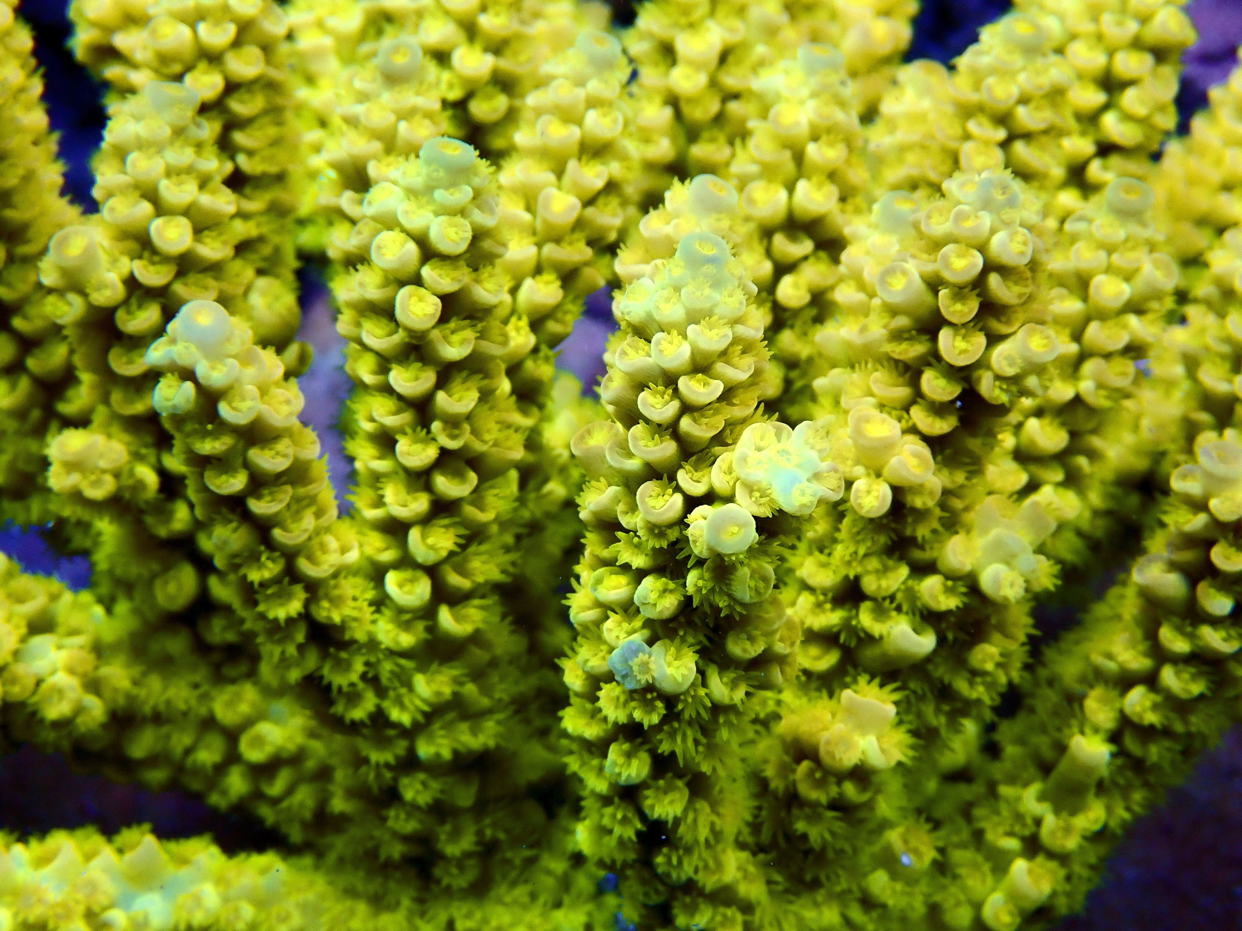 Acropora spp. OOL Lemon Peel