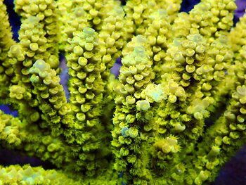 Acropora spp. OOL Lemon Peel