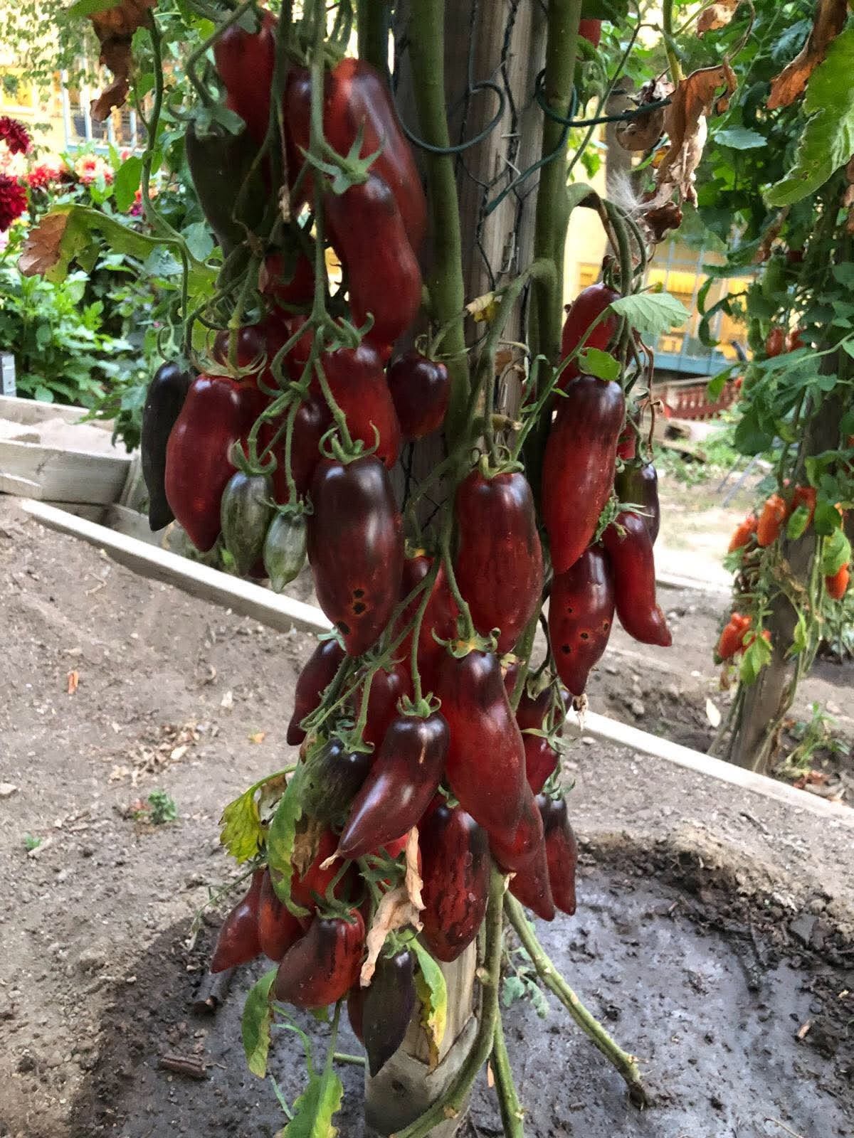 Abdullah´s Tomat Gourmet Plum, 5 frö inkommande