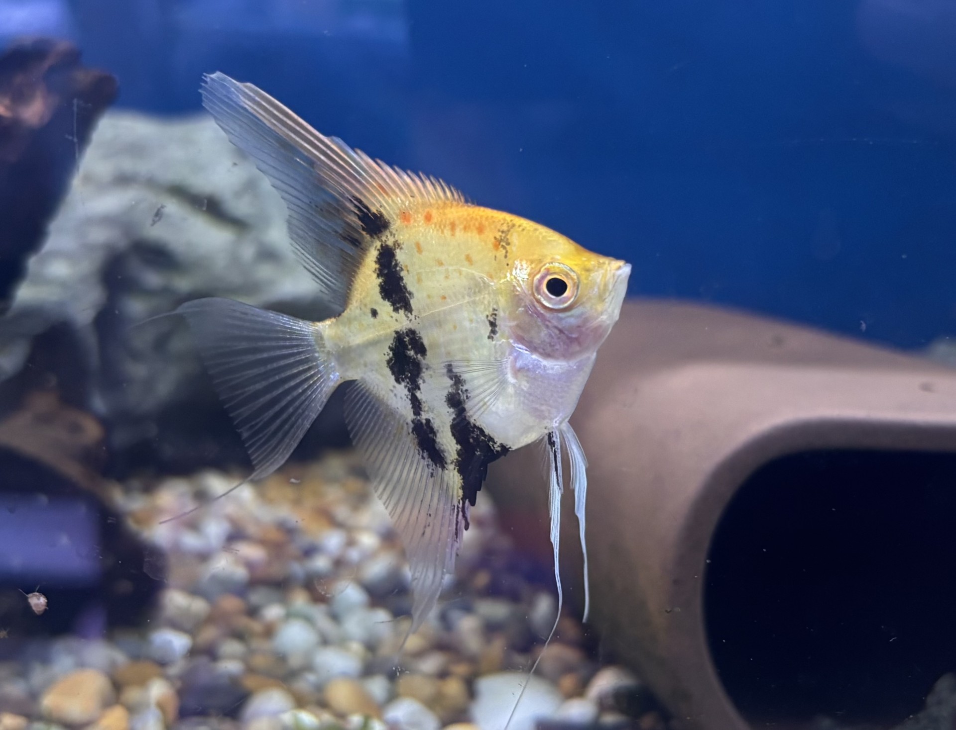 Scalare Red Devil (Pterophyllum scalare) - 2