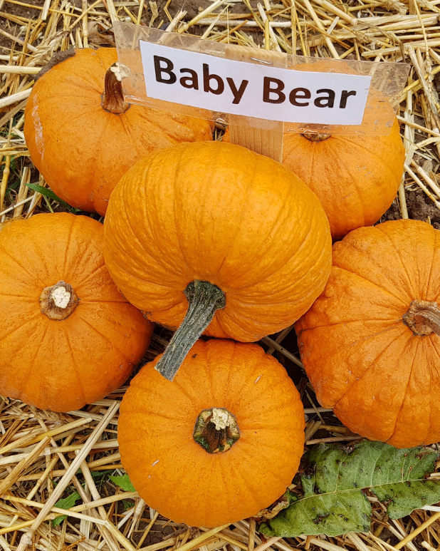 Minipumpa - Baby Bear