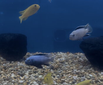 Maingano 'Membe Deep' (Metriaclima koningsi)