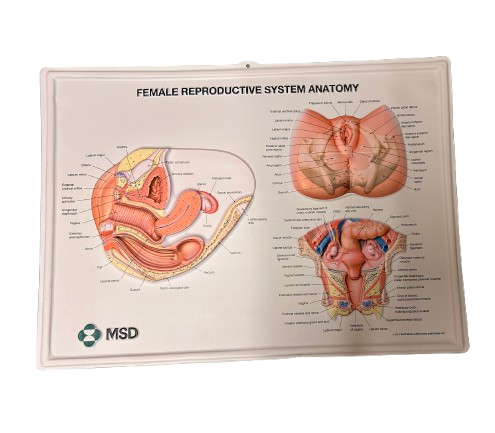 Female reproductive system anatomy