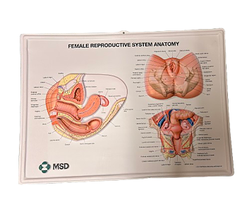 Female reproductive system anatomy
