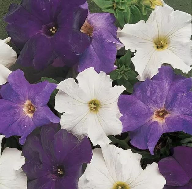 Petunia F1  Dreams Waterfall Mix  20 frö (buskig) inkommande